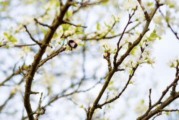 Blooming garden. Spring background with white flowering branches and bumblebee collecting nectar against blue sky, soft selective focus