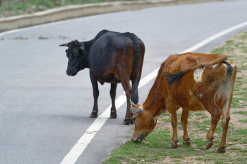 cows on the road