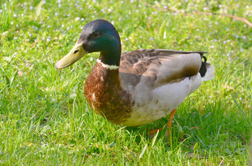 Wild duck mallard male standing on fresh green spring grass. Closeup photo outdoors .Fauna, birds in spring concept