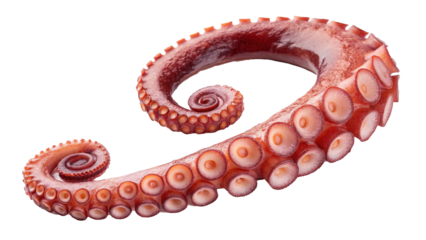 raw octopus tentacle with curled ends and visible suction cups, showcasing its natural texture and vibrant color. tentacle is isolated transparency background, highlighting its intricate details