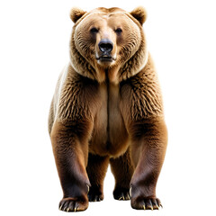 Fototapeta premium Majestic Brown Bear on Transparent Background