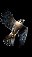 Obraz premium A peregrine falcon in full flight showcases impressive wingspan and fierce gaze on black.