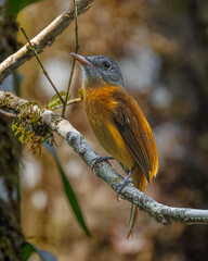 A gray-headed bird perched on a leafless branch