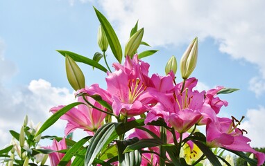 Pink Lily flowers and buds against a blue sky.