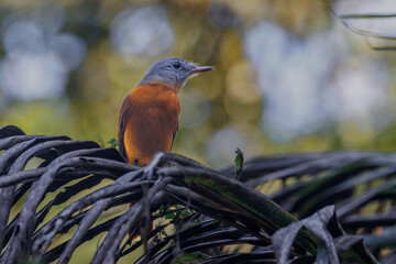 A gray-headed bird perched on a palm leaf