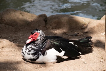 A Muscovy Duck resting near the lake in Villa Borghese Gardens in Rome, Italy. 