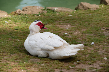 A Muscovy Duck resting near the lake in Villa Borghese Gardens in Rome, Italy. 