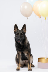Elegant German Shepherd in the studio, surrounded by festive balloons, ready to celebrate with style and grace against a pristine white backdrop