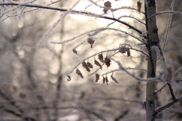 snow covered trees