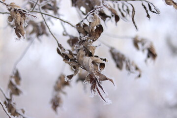 frost on branches