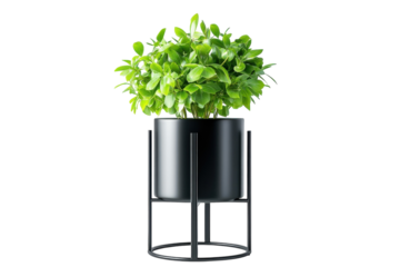 Lush green plant in sleek black pot and stand a modern home decor statement against a stark black background ideal for minimalist on transparent background