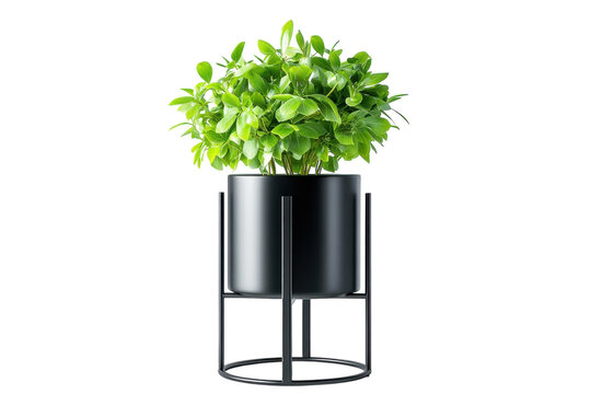 Lush green plant in sleek black pot and stand a modern home decor statement against a stark black background ideal for minimalist on transparent background