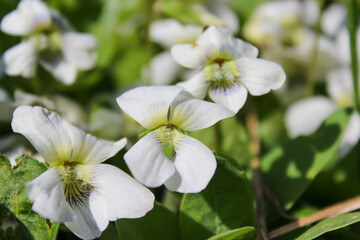White violets flower field blooming in spring. The first spring flower is Viola alba.