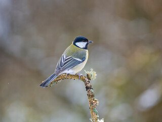 Kohlmeise (Parus major)
