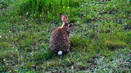 Lapin