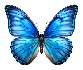 Obraz premium butterfly isolated on white background