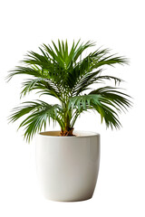 Small Areca Palm or Chrysalidocarpus lutescens or Dypsis lutescens or Golden Cane Palm in white ceramic pot isolated on transparent background