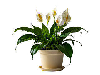 Peace lily plant flowers with green leaves in cream ceramic pot isolated on transparent background.