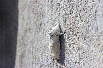 Close-up of white Lesser Puss Moth, Cerura erminea sitting with closed wings on the wall.