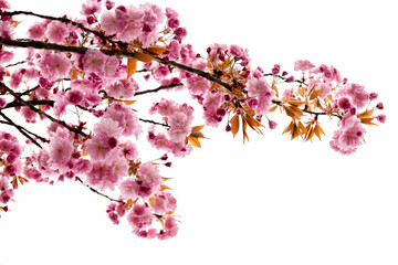 Cherry blossoms bloom in clusters, gently cascading from branches with a pristine white background, evoking feelings of hope and renewal.