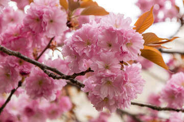 Elegant pink sakura flowers bloom gracefully on a branch, their ruffled petals glowing in natural light. Coppery leaves add contrast, creating a serene, seasonal image full of charm and warmth.