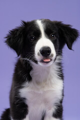 Adorable Border Collie puppy with a piercing gaze, looking straight into the camera, set against a vibrant purple background