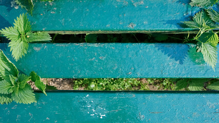 Green weeds including stinging nettle push through cracks of old painted wood deck or bench....