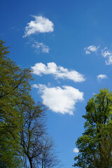 Obraz premium Worms eye view towards bright blue sky and white cumulus clouds, framed by leafy spring trees. Concept for hope, optimism, or seasonal transition