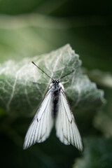 Papillon Blanc Macro