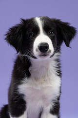 Adorable Border Collie puppy with a piercing gaze, looking straight into the camera, set against a vibrant purple background