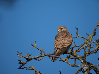 Turmfalke (Falco tinnunculus)