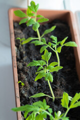 Seedling growing boxes with seedlings on the windowsill
