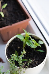 Seedling growing boxes with seedlings on the windowsill