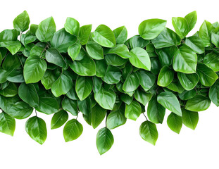 Lush green foliage border isolated on white or transparent background Cutout PNG