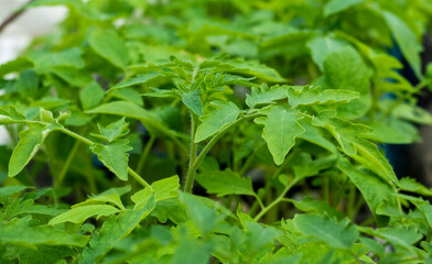 Tomato seedlings growing lush and green in a garden setting with soft natural light.