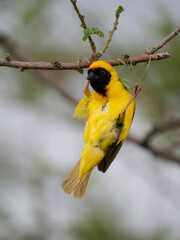 Maskenweber (Ploceus velatus)