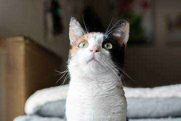 portrait of a calico cat