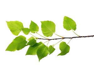 Fototapeta premium green birch tree twig leaves isolated on a transparent background