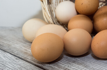 animal foods and chicken eggs photos