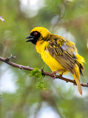 Maskenweber (Ploceus velatus)
