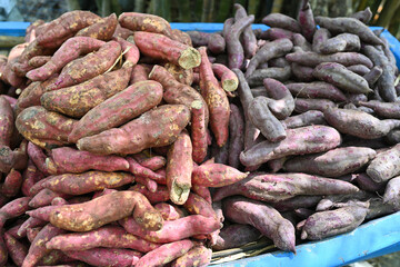 Sweet potatoes can be processed into many different dishes.