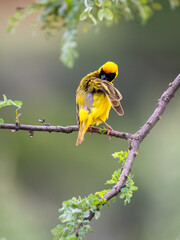 Maskenweber (Ploceus velatus)