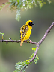 Fototapeta premium Maskenweber&nbsp;(Ploceus velatus)