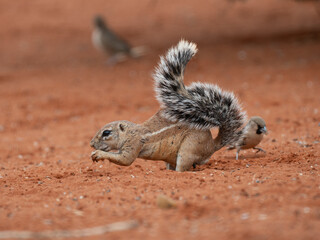 Kap-Borstenhörnchen (Xerus inauris)