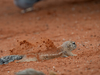 Kap-Borstenhörnchen (Xerus inauris)