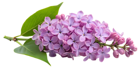 lilac branch isolated on white background