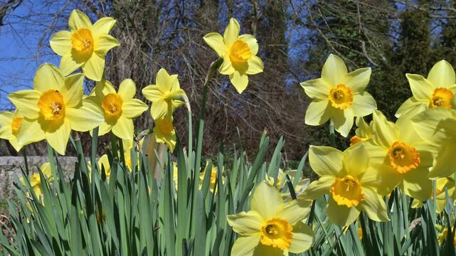 Daffodils in graveyard. March, Kent, UK