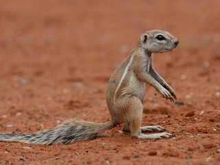 Kap-Borstenhörnchen (Xerus inauris)