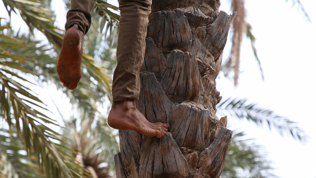 Subiendo a la parte superior de la palmera para coger guarapo y d&aacute;tiles.