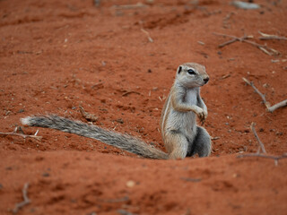 Kap-Borstenhörnchen (Xerus inauris)